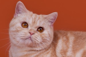 Серебристый мраморный табби окрас британских кошек: фото галерея, стандарт породы, виды окрасов. Серебристые мраморные табби британские кошки, коты, котята. Британцы серебристые мраморные табби (мрамор на серебре).  
